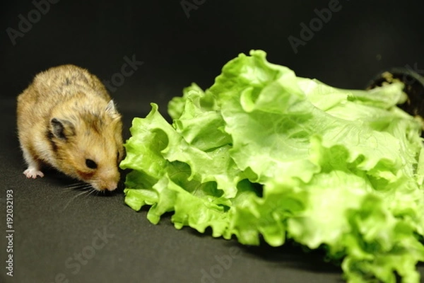 Fototapeta Hamster with fresh green salad isolated on black background
