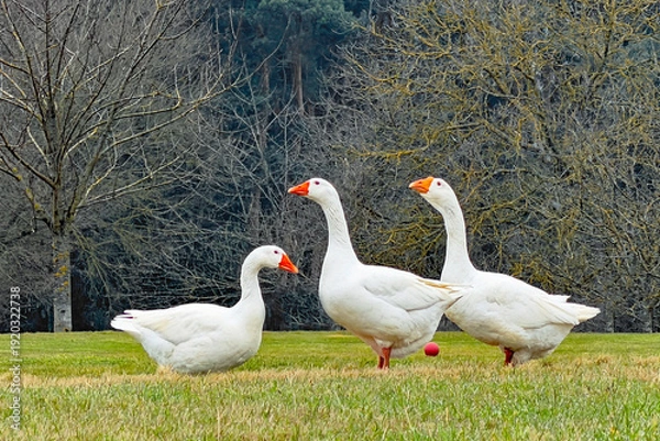 Obraz Drei Gänse