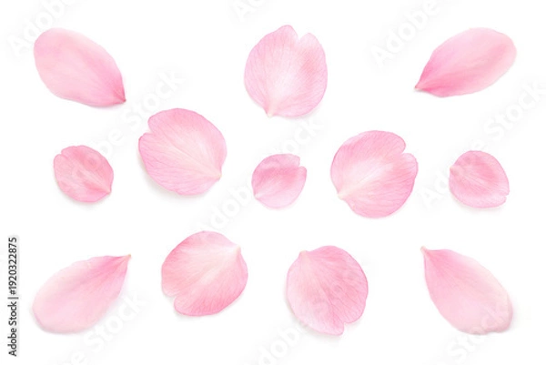 Obraz 桜 花びら ピンク 春 白 背景