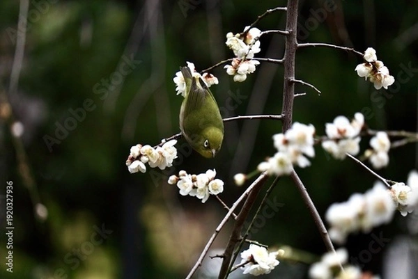 Obraz 枝垂れ梅も曲がらない軽くて小さいメジロ