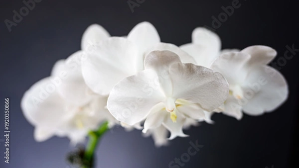 Obraz 白い花の胡蝶蘭
