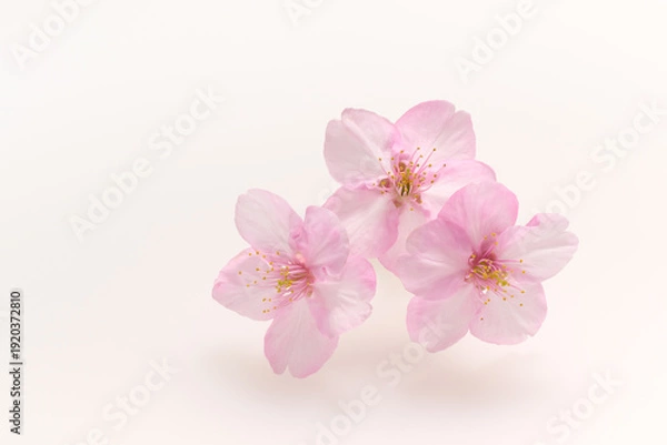 Obraz 白い背景のサクラの花