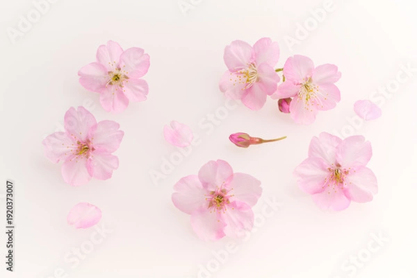 Obraz 白い背景のサクラの花