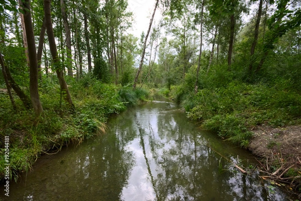 Fototapeta Kleiner Bach im Wald