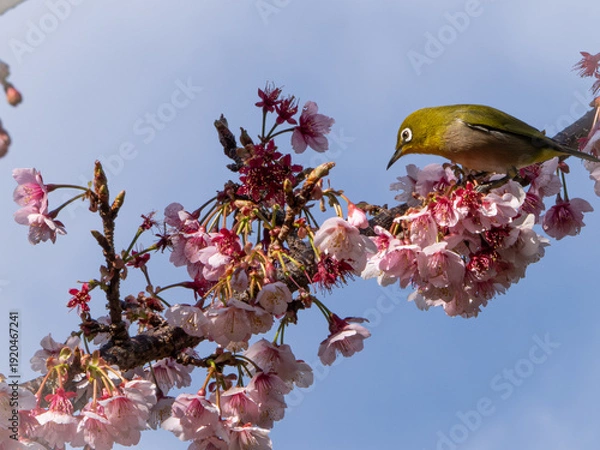 Obraz メジロ　春