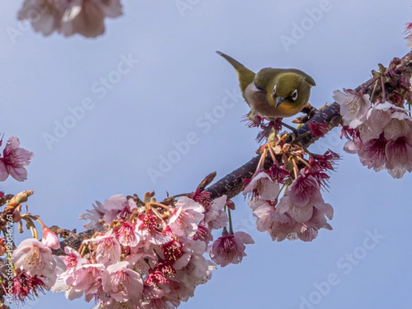 Obraz メジロ　春