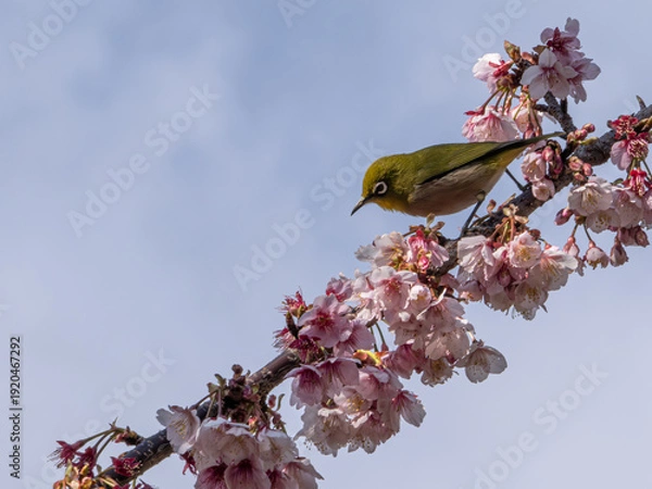 Obraz メジロ　春