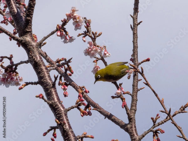 Obraz メジロ　春