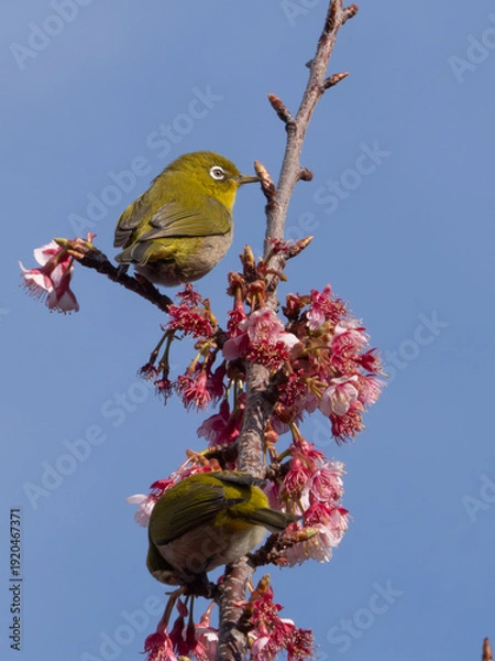 Obraz メジロ　春