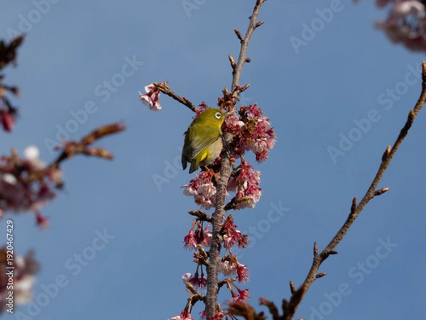 Obraz メジロ　春