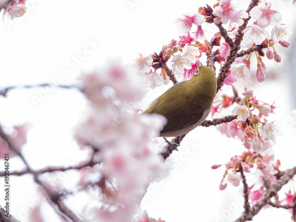 Obraz メジロ　春