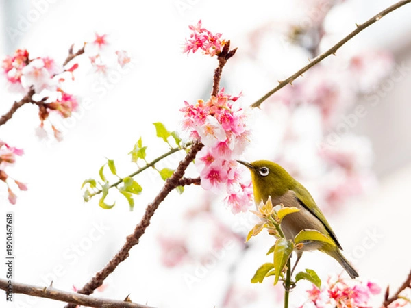 Obraz メジロ　春