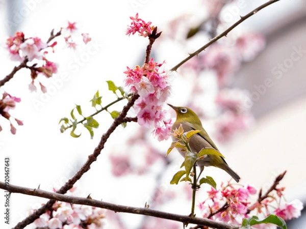 Obraz メジロ　春