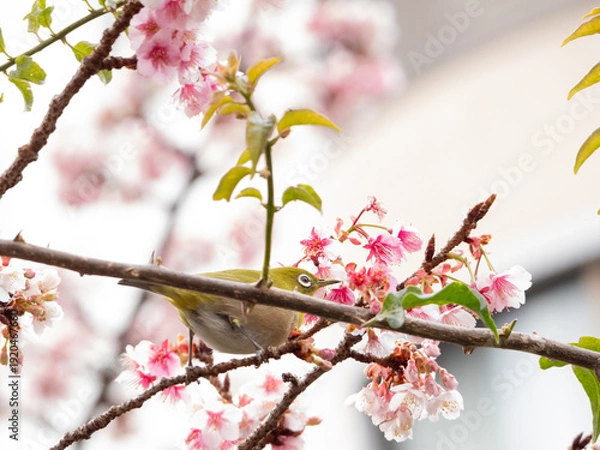 Obraz メジロ　春