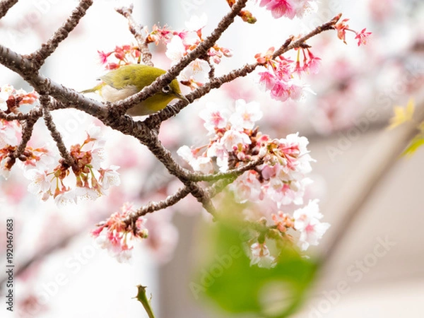 Obraz メジロ　春