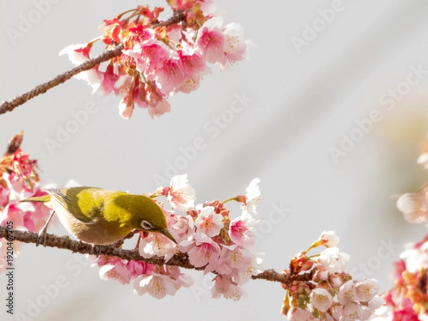 Obraz メジロ　春