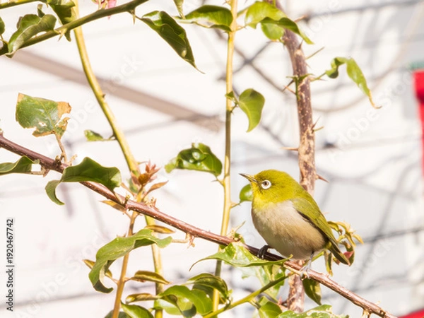 Obraz メジロ　春