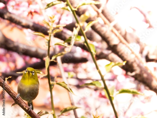 Obraz メジロ　春