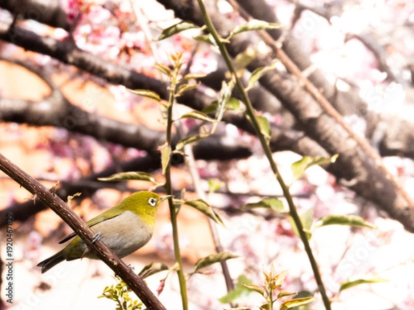 Obraz メジロ　春