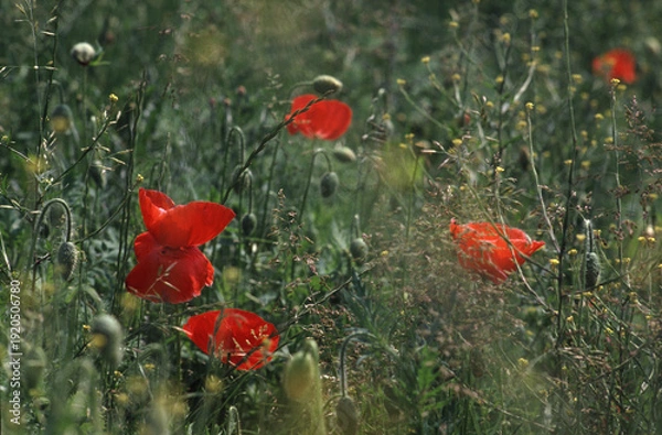 Obraz Sommerwiese mit Klatschmohn