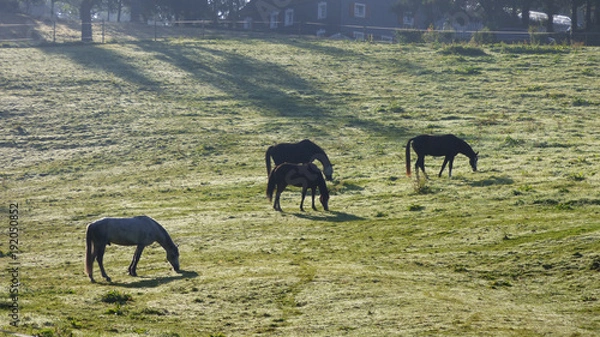 Obraz Pferde auf Weise