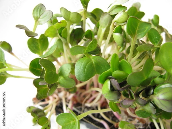 Fototapeta Radieschensprossen