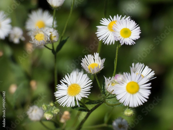 Obraz Gänseblümchen