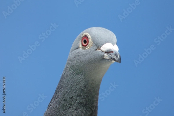 Fototapeta Taube