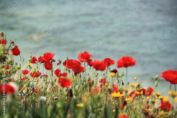 Fototapeta Red wild anemones on the seashore in spring. With a copyspace