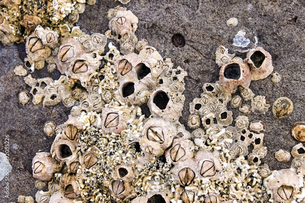 Fototapeta Barnacles and shells encrusted on the rocks by the sea