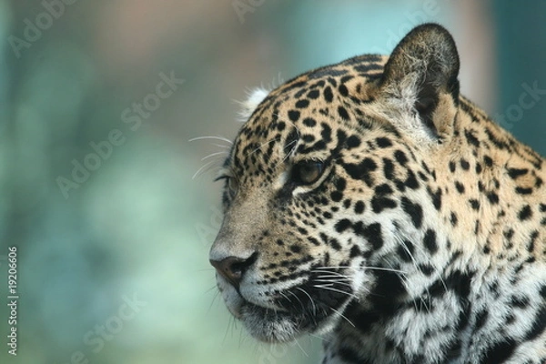 Fototapeta Jaguar