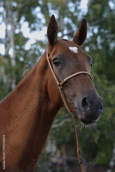 Fototapeta Bay horse in nature background