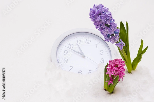 Fototapeta Hyacinths and clocks in the snow. The concept of waiting and the coming of spring, the time of spring.