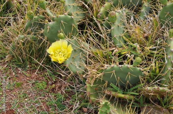 Obraz Cactus flower