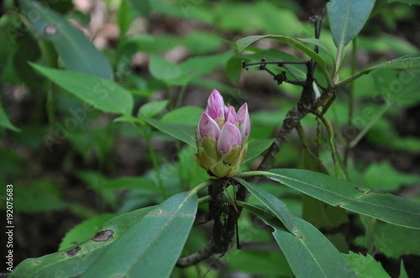 Obraz Blooming flower