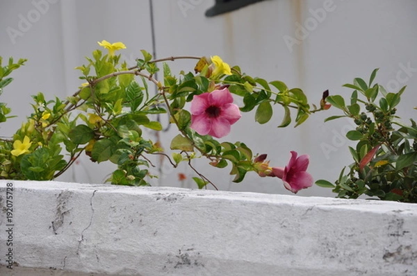 Obraz Flower in Bermuda