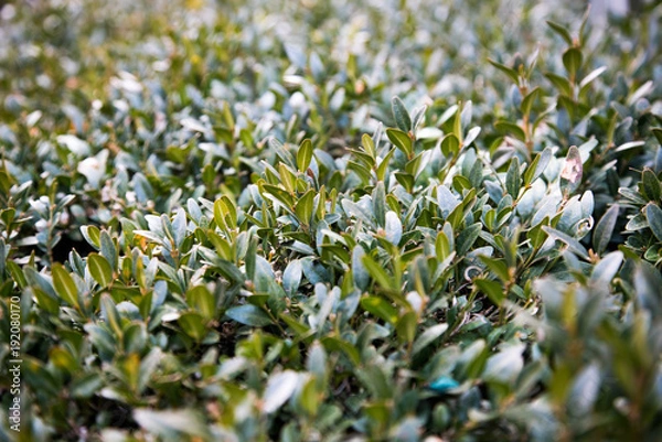Fototapeta Green bushes. Infinity