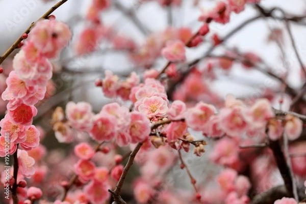 Obraz 日本の梅園の梅