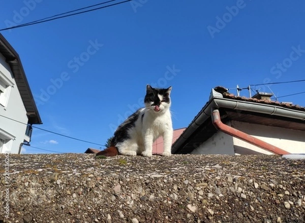 Fototapeta Beautiful cat