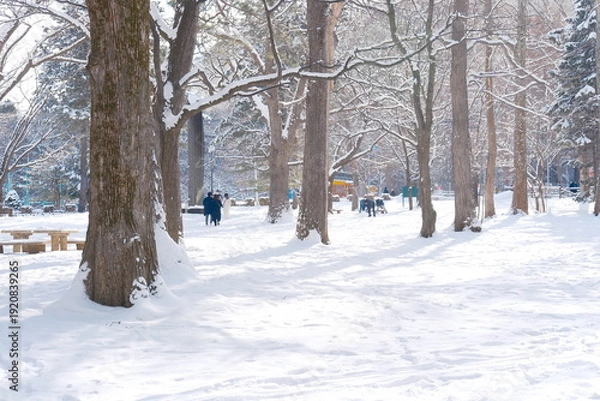 Fototapeta 輝く雪と冬木立、陽光が彩る白い公園の風景