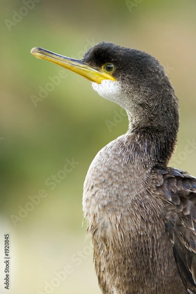 Obraz cormorant