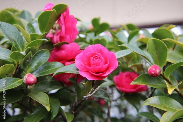 Obraz 山茶花の花