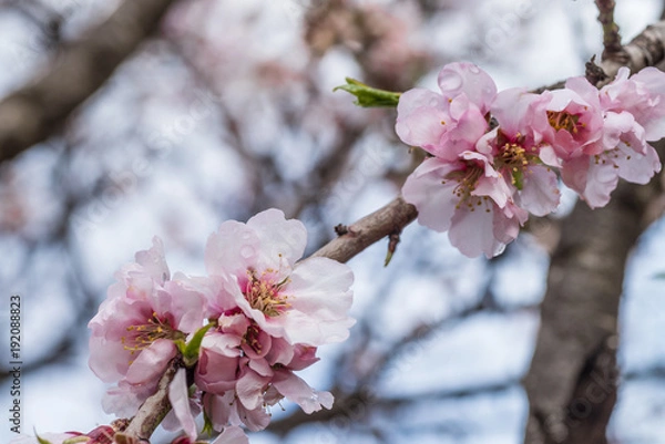 Obraz Almond tree blossom