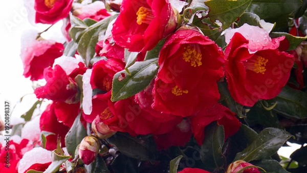 Obraz ツバキと雪