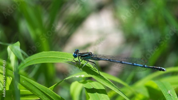 Fototapeta Libelle sitzt auf Grashalm