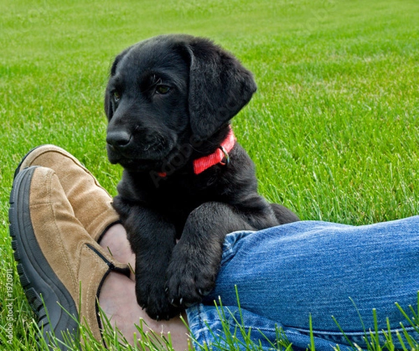 Obraz relaxing puppy