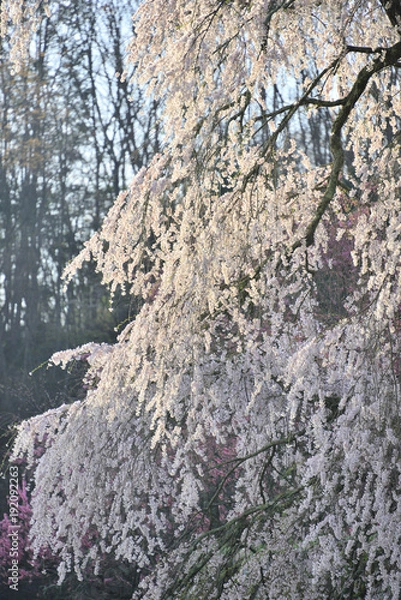 Fototapeta 春爛漫