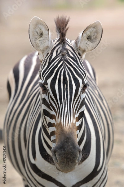 Obraz zebra,
