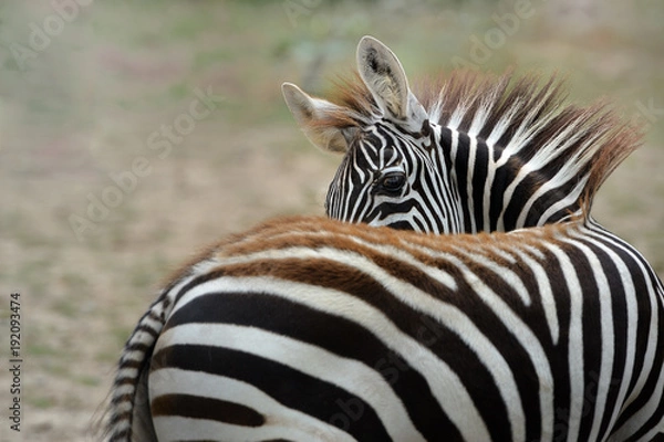 Obraz zebra,