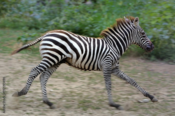 Obraz zebra,